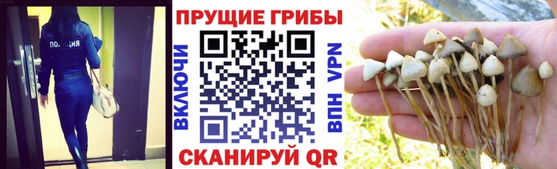 закладка  Зубцов  Галлюциногенные грибы Magic Shrooms 